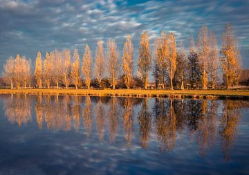 Arbres dorés sur Connie de Graaf