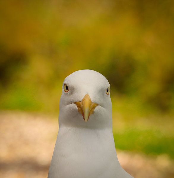 Birds in the Netherlands by Debby Gelderloos