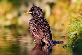 Étourneau sansonnet (Sturnus vulgaris) sur Dirk Rüter