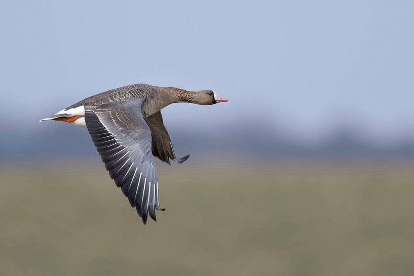 Blässgans ( Anser albifrons ) im Flug, wildlife, Niederrhein, Nordrhein-Westfalen.. von wunderbare Erde