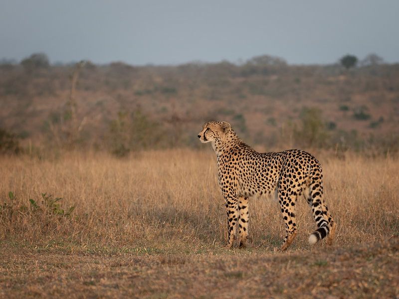 Cheetah by Mirjam Wisse