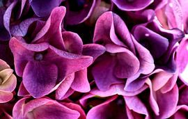 Hydrangea by erikaktus gurun