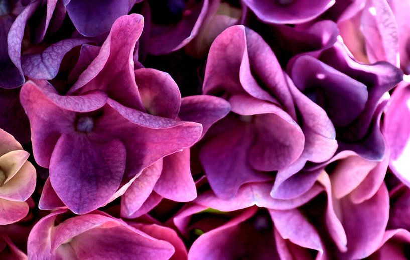 Hortensia van erikaktus gurun