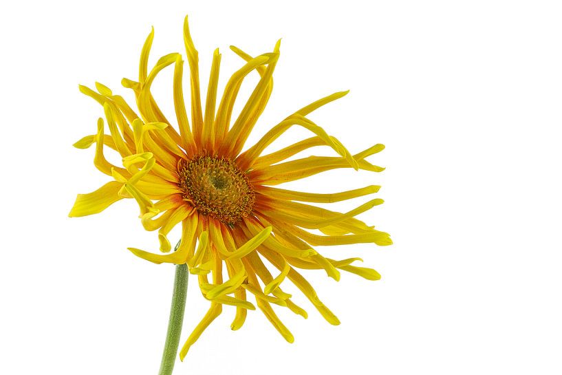 gerbera pasta pennoni van Tanja van Beuningen