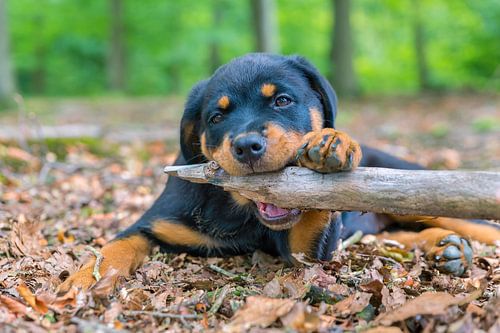 Rottweiler puppy bites on branch in nature