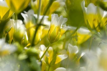  Limnanthaceae von Ronald Wilfred Jansen