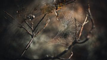 Spinnenweb in herfstig eikenblad van Ruben Terlouw