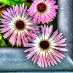 Digital Art Medium Flowers