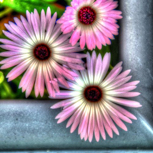 Digital Art Medium Bloemen