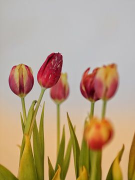 Bunte Tulpen im Frühling von Deborah Ruijper-Scholtus