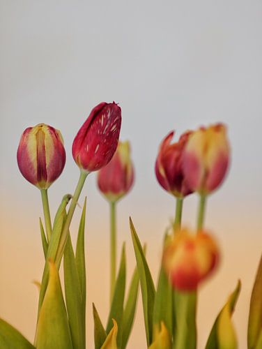 Colourful tulips in spring