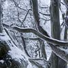 Verschneiter Baum am Kreuzberg in der Rhön von Martin Flechsig