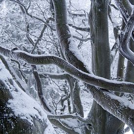 Verschneiter Baum am Kreuzberg in der Rhön von Martin Flechsig