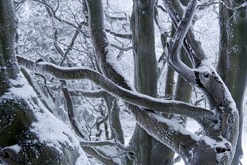 Besneeuwde boom op de Kreuzberg in de Rhön