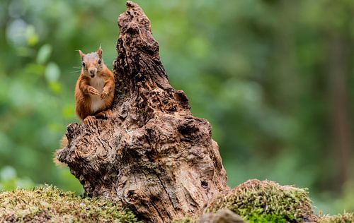Eichhörnchen suchen