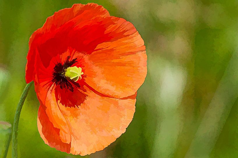 Coquelicot en vert par Michar Peppenster