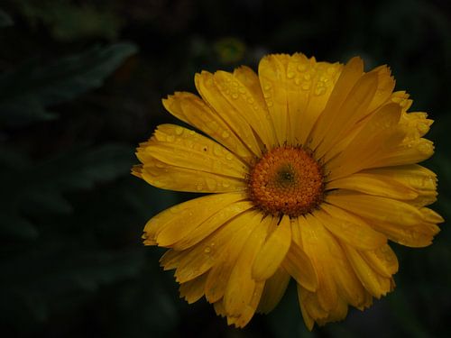 Gele bloem met druppels