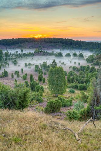 Ochtendstemming in de Lüneburger Heide van Michael Valjak