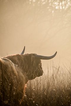 Highland cattle golden hour by Jisca Lucia