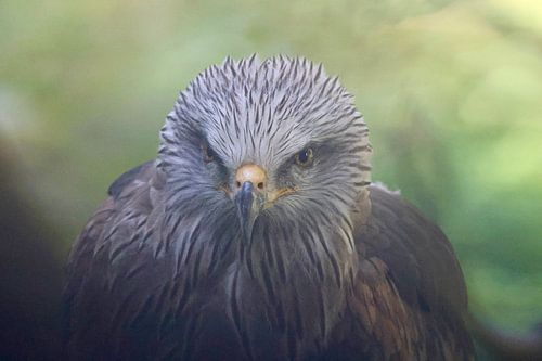 Nahaufnahme Rotmilan