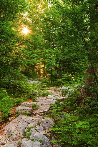 Path to Green by Coen Weesjes