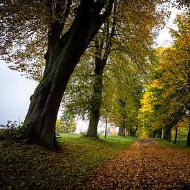 The path through the avenue of trees in autumn by Holger W. Spieker