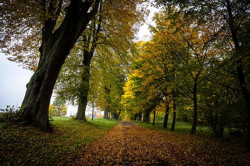 Het pad door de bomenlaan in de herfst