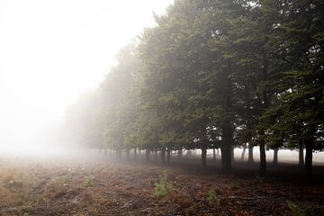 Bomen ind e mist van Thijs Pausma