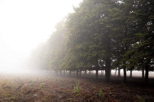 Bomen ind e mist