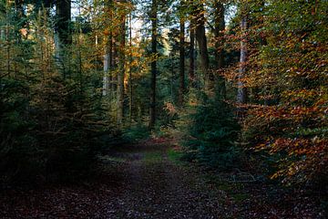 The dark forest by Ingrid Aanen
