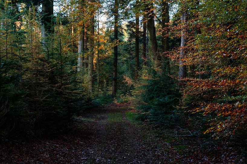 Der dunkle Wald von Ingrid Aanen