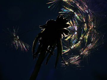 Pissenlit dans le contre-jour