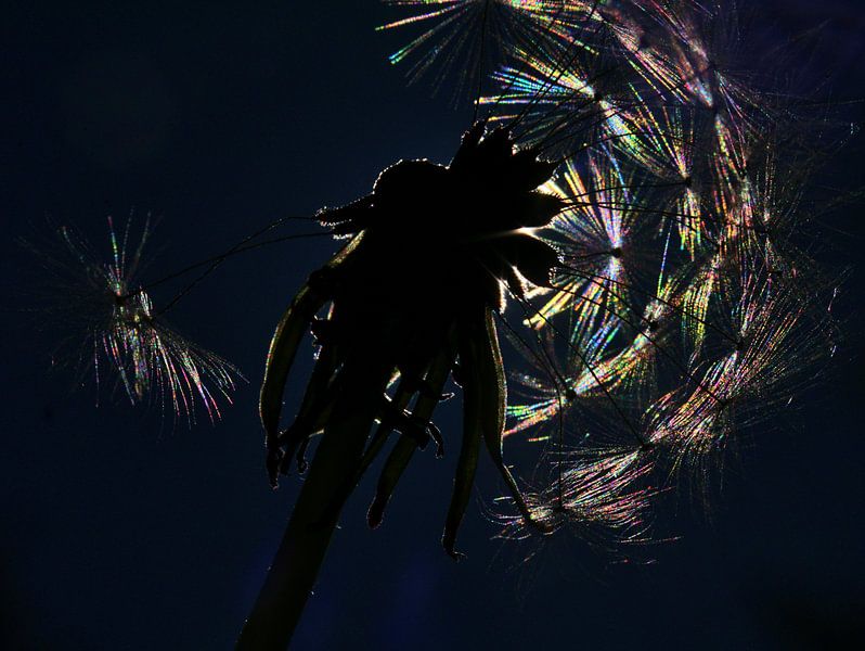 Pissenlit dans le contre-jour par Edgar Schermaul