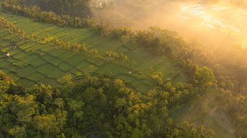 Sonnenaufgang über Reisfeldern in Bali von Ewold Kooistra