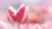 Tulpen van Carolina Roepers thumbnail