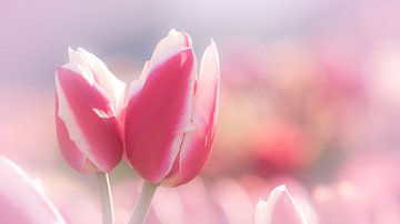 Tulips sur Carolina Roepers