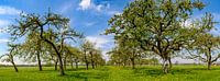 Voorjaar in de boomgaard met oude appelbomen van Sjoerd van der Wal Fotografie thumbnail