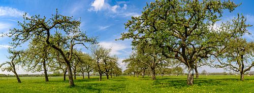 Voorjaar in de boomgaard met oude appelbomen