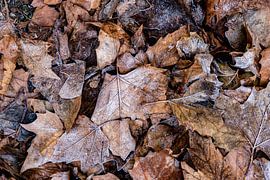 Maple leaves with hoarfrost by Dieter Walther