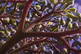 D'un point de vue différent : l'Hortensia sur Marjolijn van den Berg