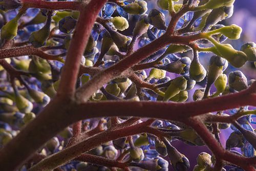 Vanuit een ander perspectief: de Hortensia