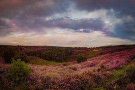 Lila Haze von Jeroen Diks