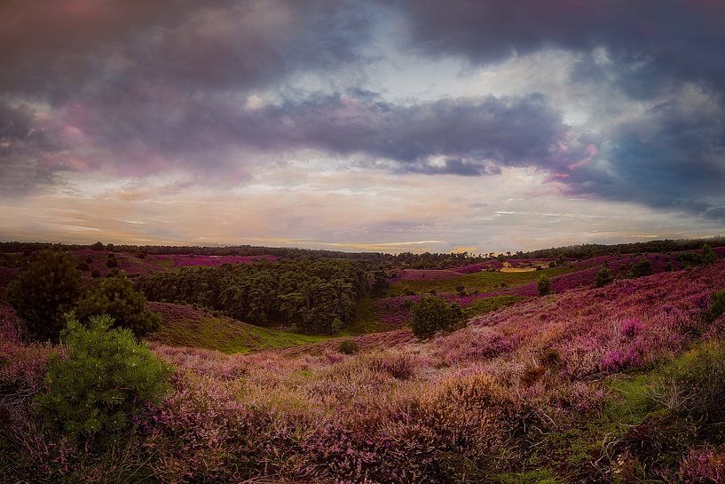 Purple Haze by Jeroen Diks