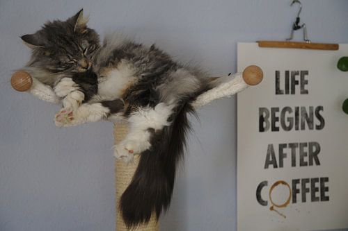 Schlafende Katze auf Kratzbaum