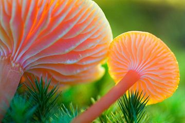 Champignon, plaque de cire écarlate sur Paul van Gaalen, natuurfotograaf