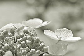 Hortensie von Shutterbalance