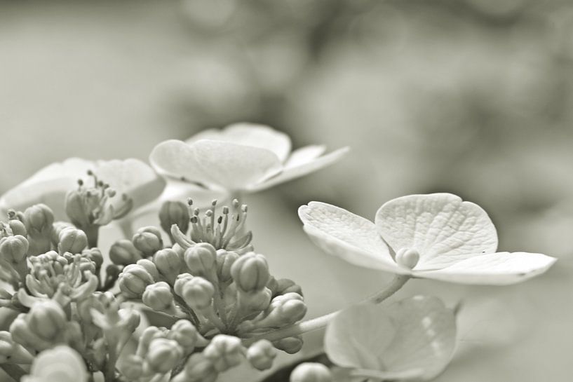 Hydrangea by Shutterbalance