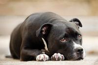 Cute Dog English Stafford Laying Down
