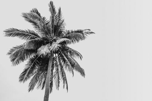 Palmboom op een tropisch eiland | Indonesië