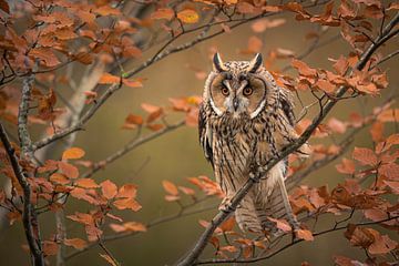 Long-eared owl in autumn by Gea Veldhuizen